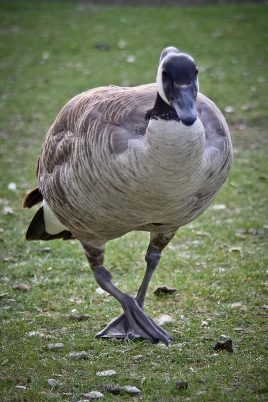 a goose standing on grass and staring down at the ground