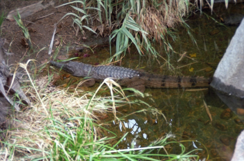 a alligator walking out of the water through grass and water