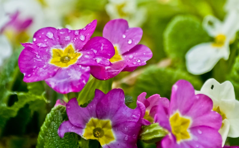 there are some purple and white flowers in the vase