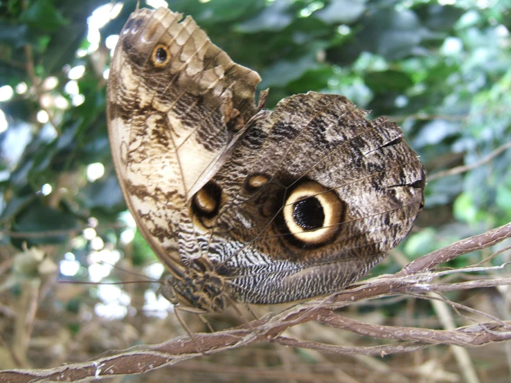 an owl with brown eyes sits on a nch with trees in the background