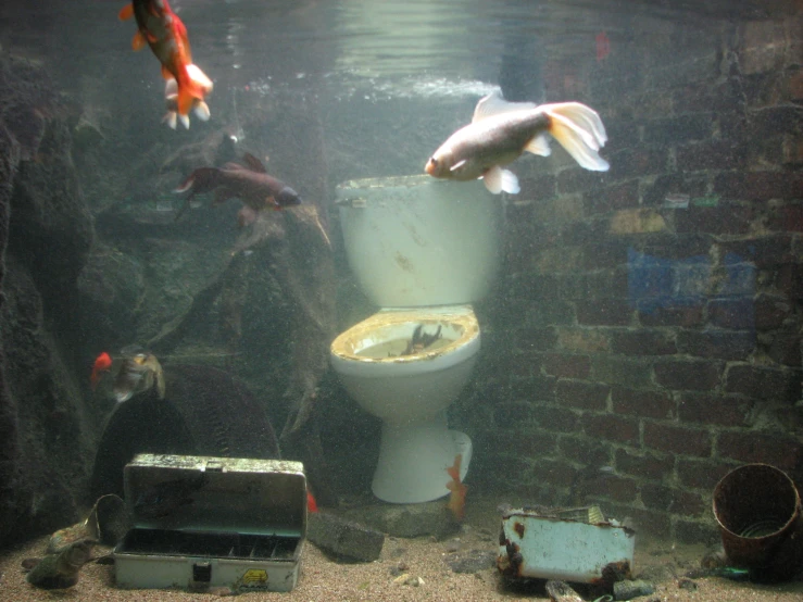 an aquarium with two gold fish and a toilet