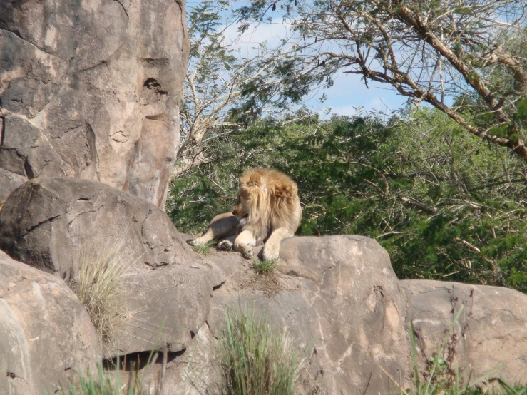 lion sitting on a large rock outside by itself