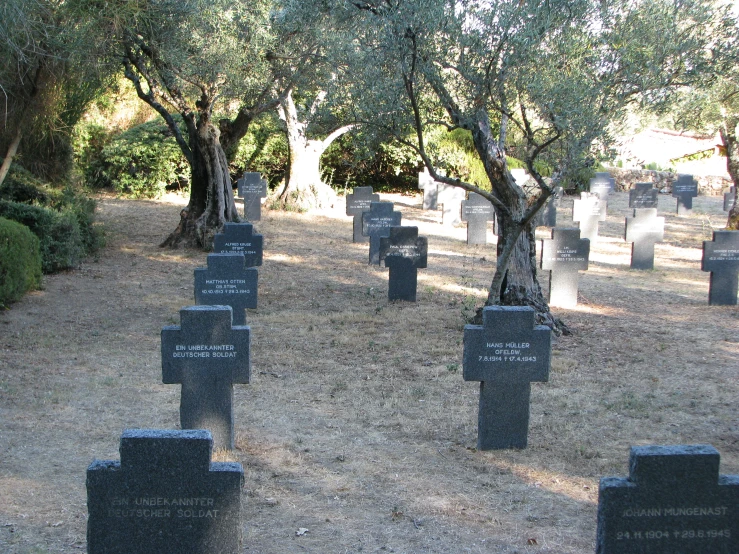 some trees are standing in a large field