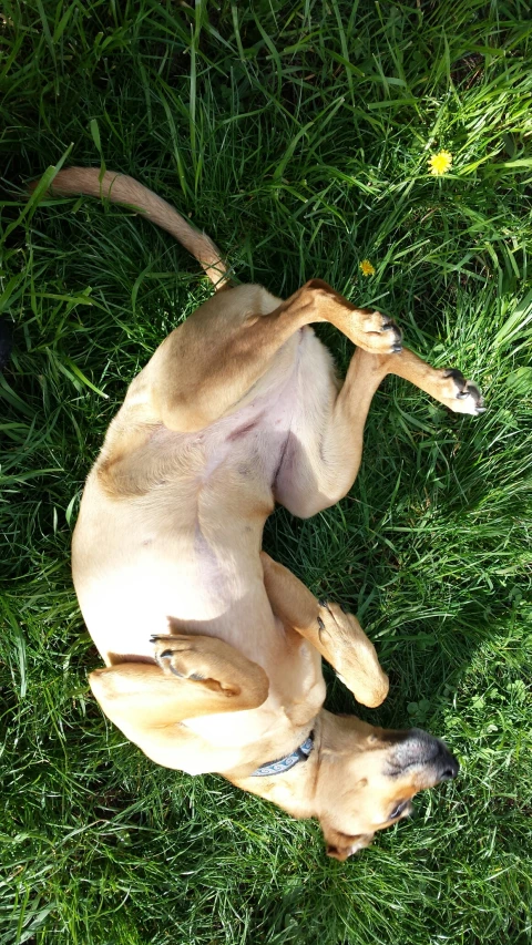 an old dog laying down in the grass