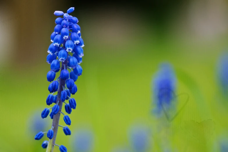 a tall blue flower that is growing on a plant