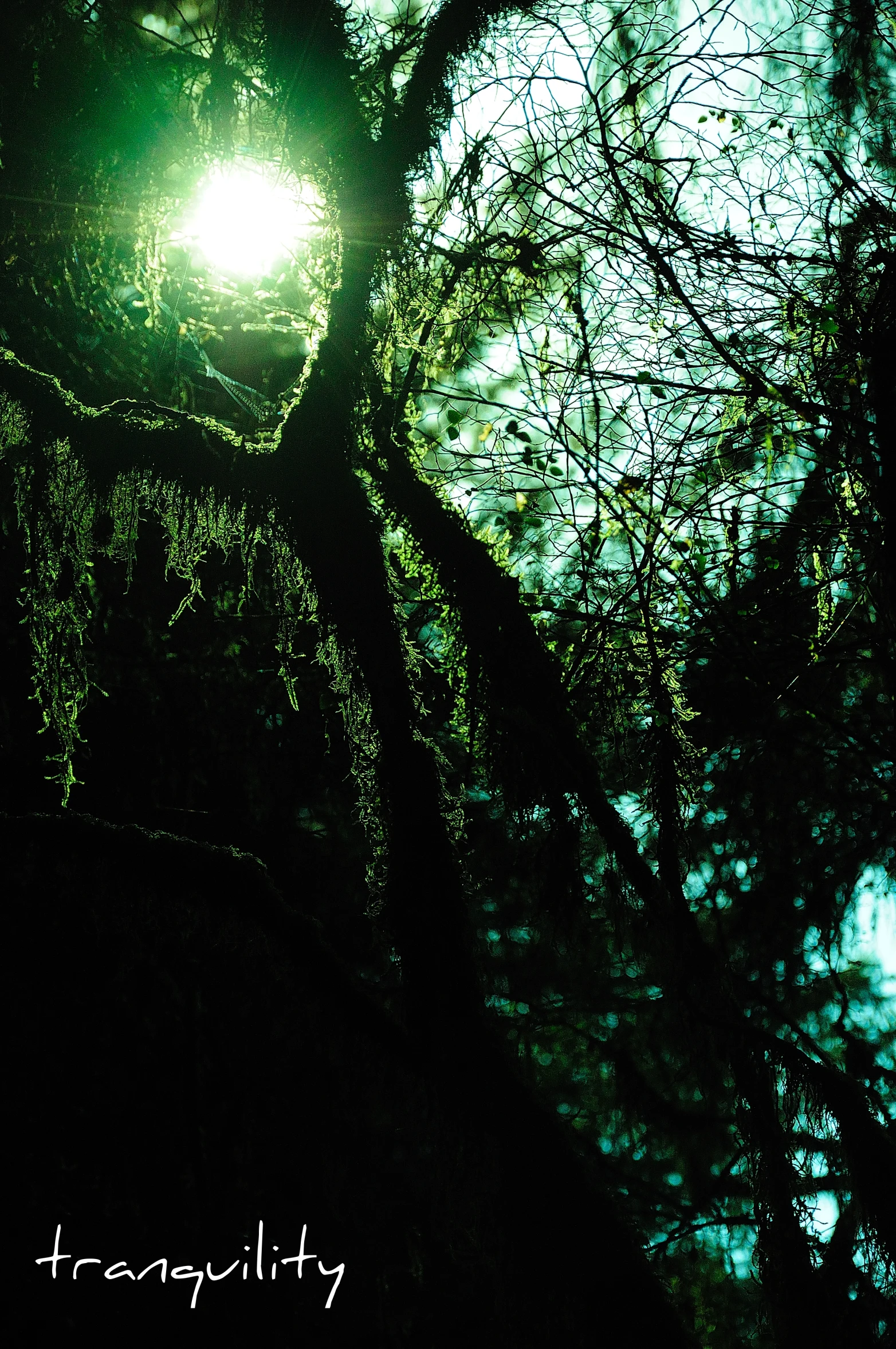 a street lamp and a light in the forest