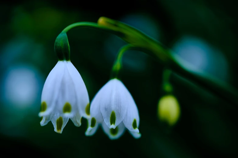 the flower is all bloomed and ready to be picked