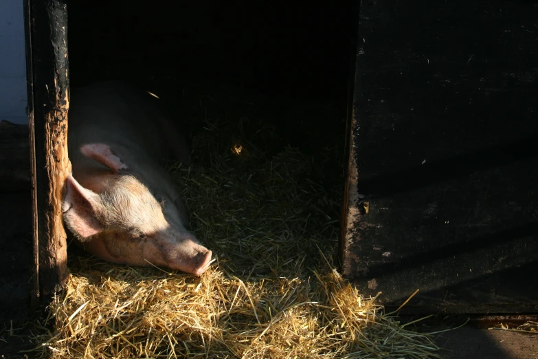 the large pig is lying in the hay