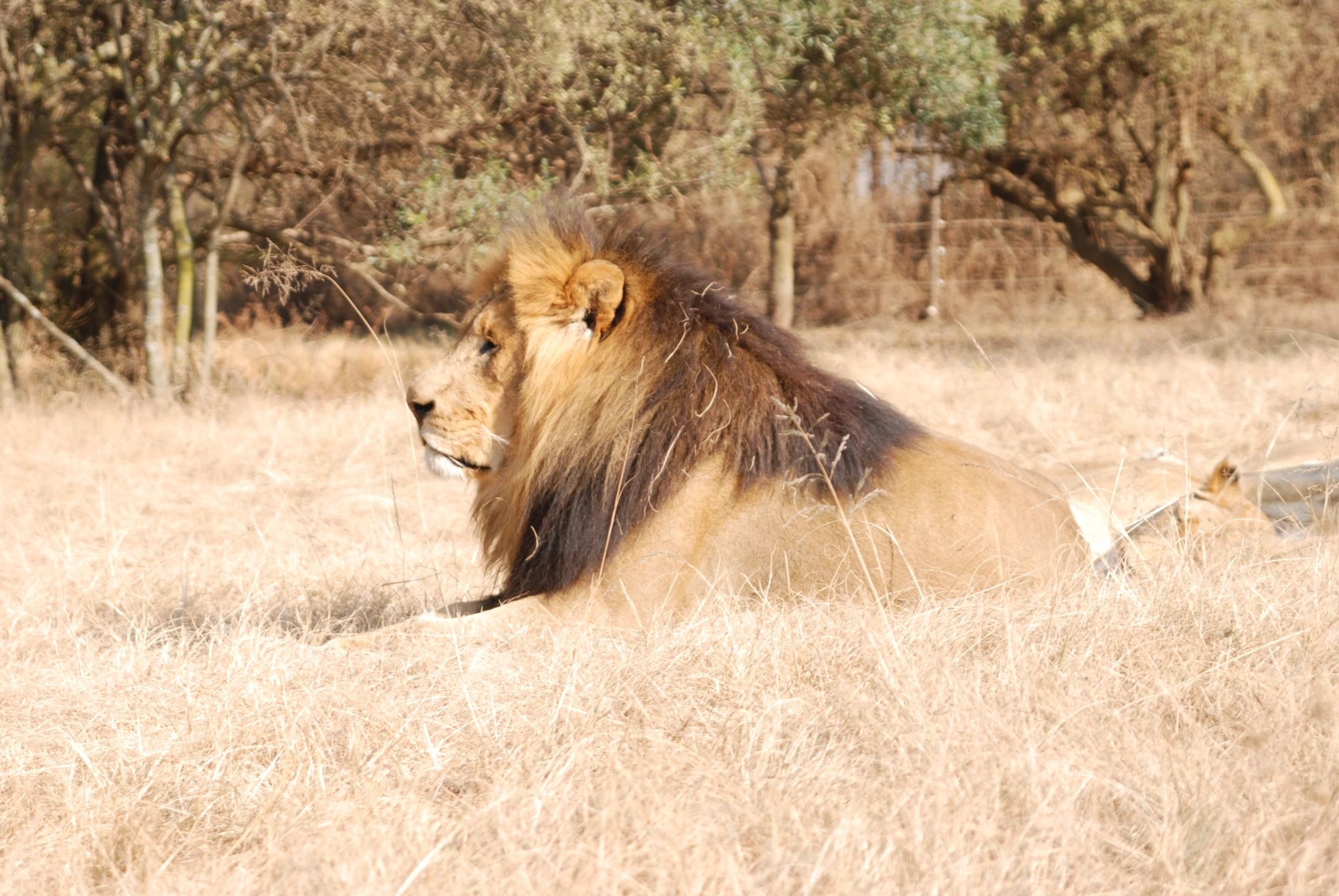 an image of a large animal that is sitting in the middle of grass