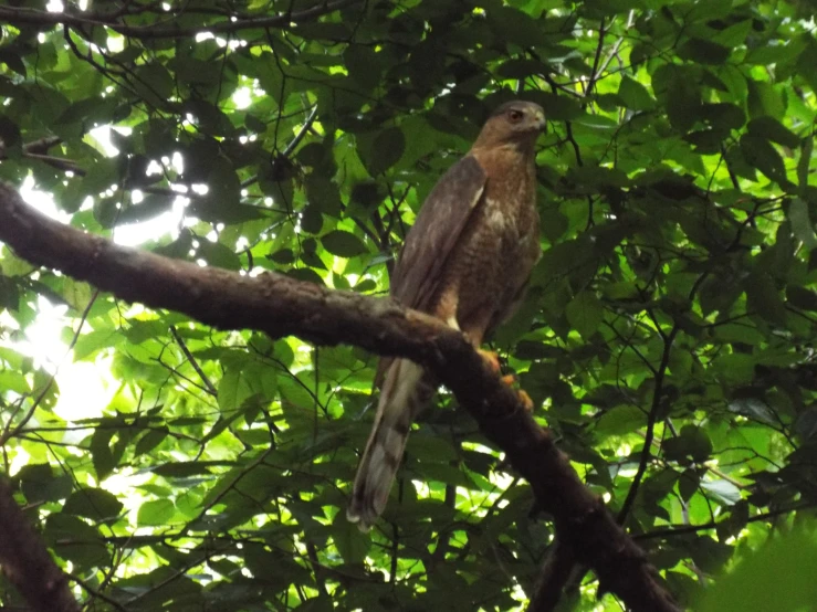 a bird sitting on top of a tree nch