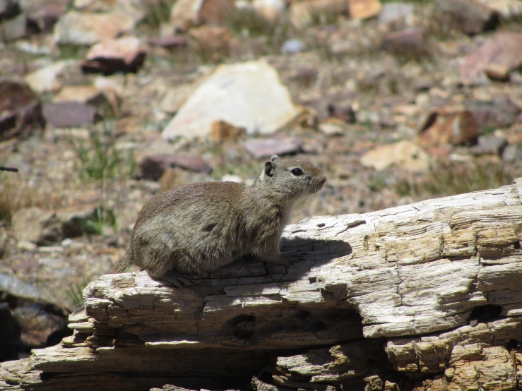 a black tailed animal sits on a log