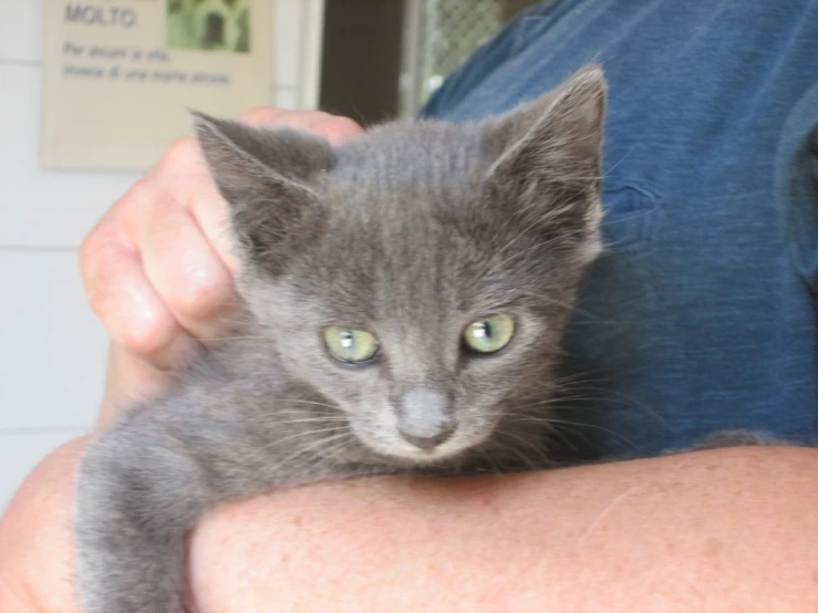 a man holding a kitten in his arms