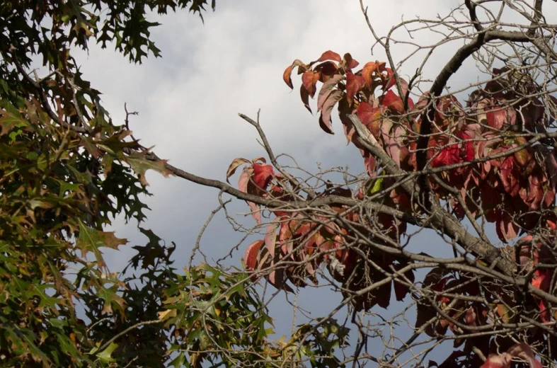 a tree nch with fruit hanging off it