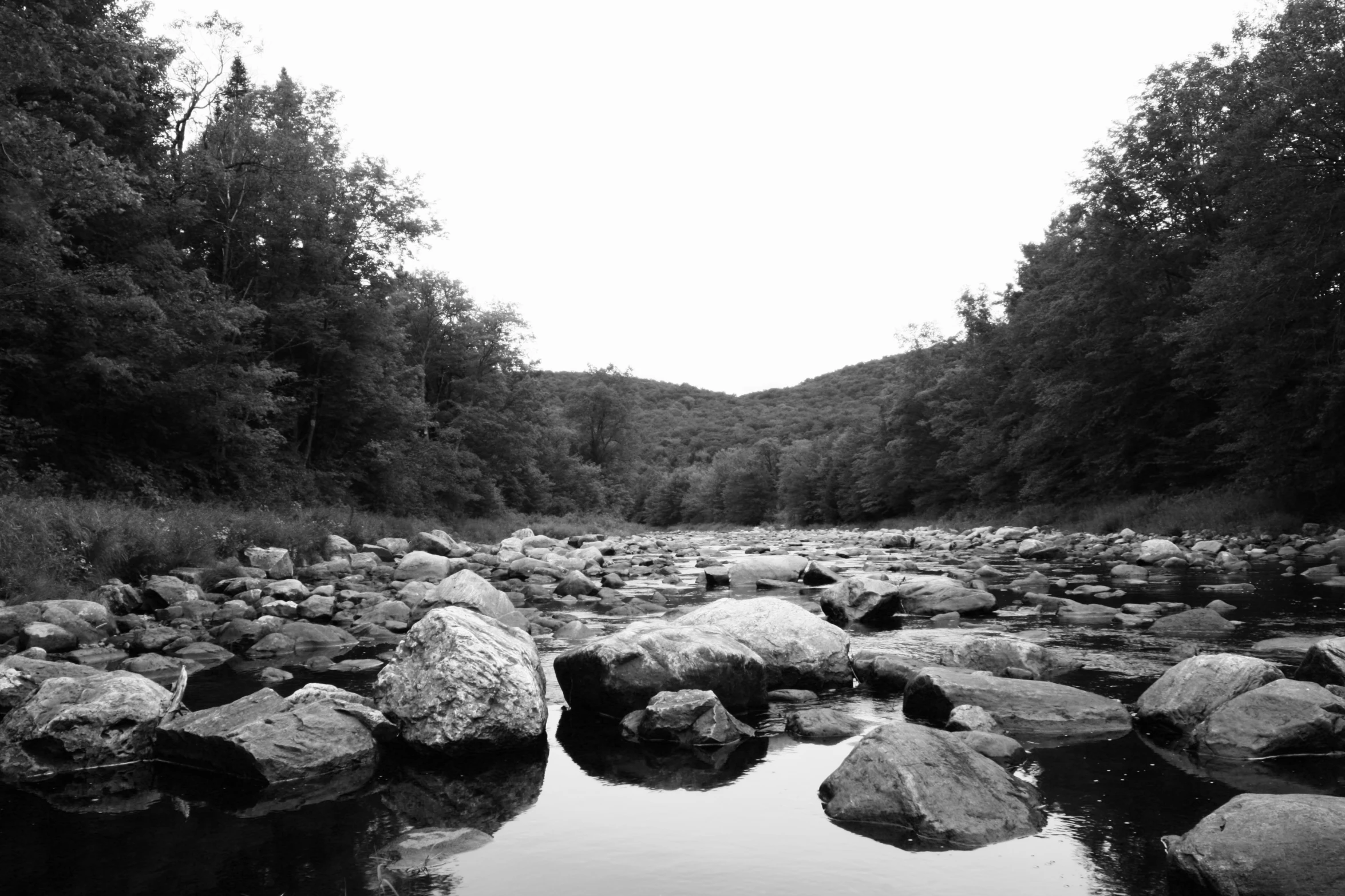 a small river running through a lush forest