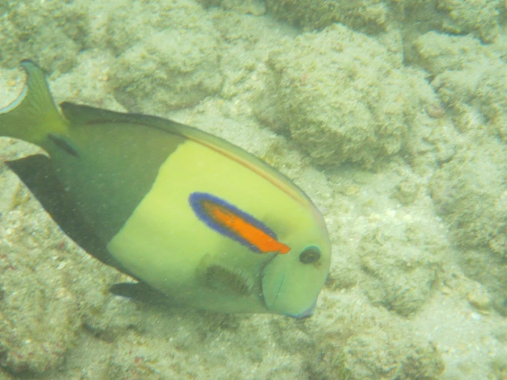 the bright blue and orange stripe on the side of the fish