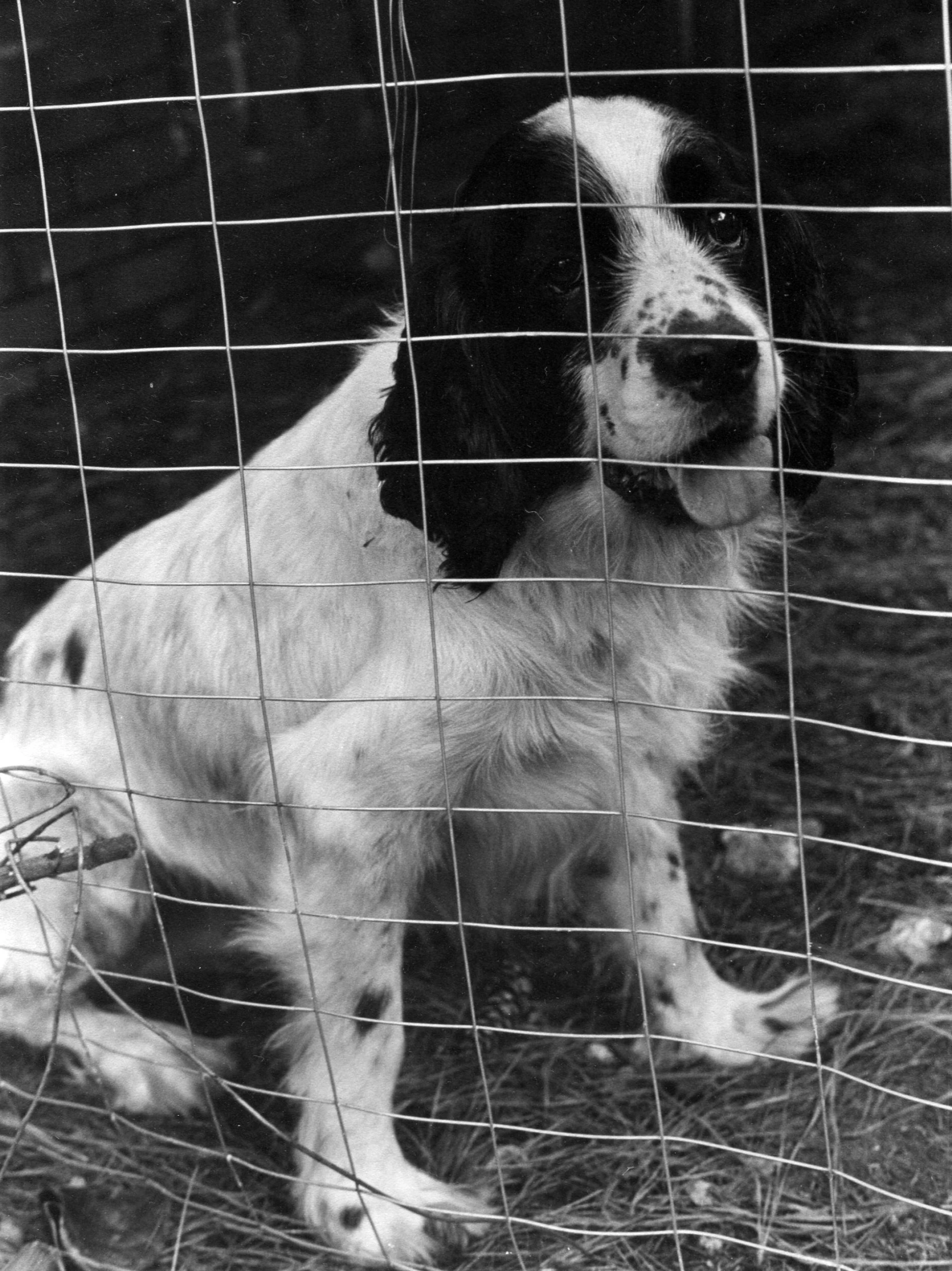 a dog standing behind a wire fence looking at soing