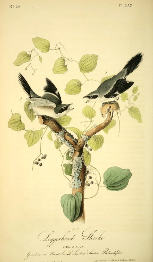 a painting of two birds in a tree with leaves
