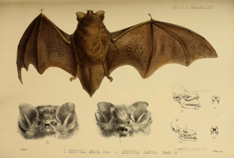 three bats are depicted in an old book