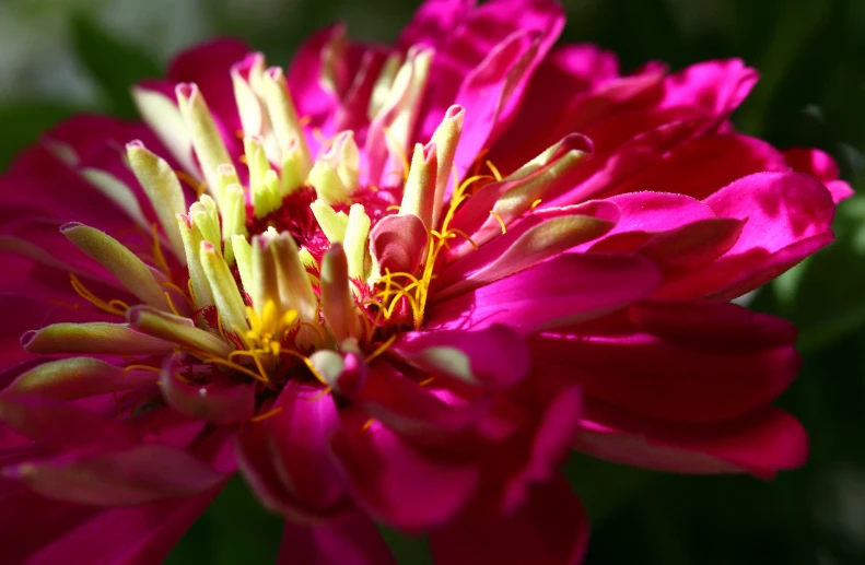 a close - up of a flower with red petals and yellow stamen