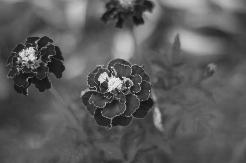 black and white image of flowers with very interesting leaves