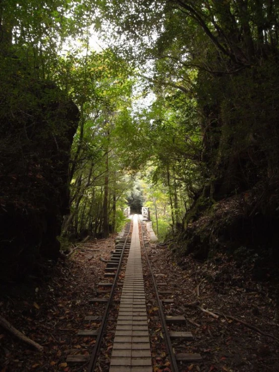 the tracks run through a thick forest in the middle of the day