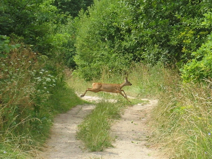 a deer in the middle of a path by itself