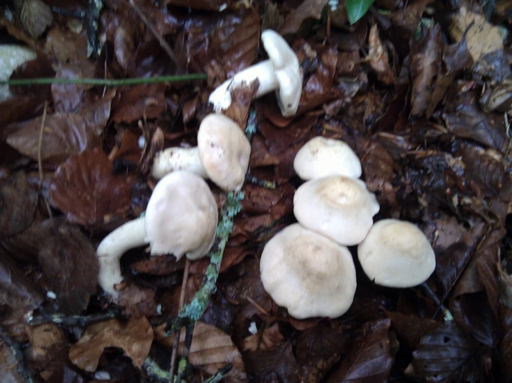 mushrooms in the woods on a dark and dry day