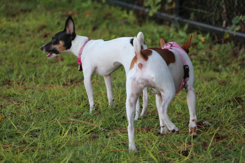 two small dogs standing on top of a lush green field