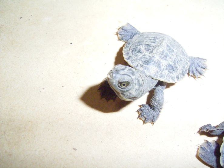 a small turtle swimming on top of the floor