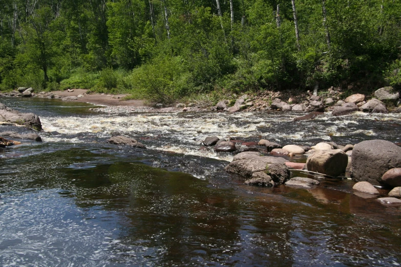 a stream running through a forest with stones and plants