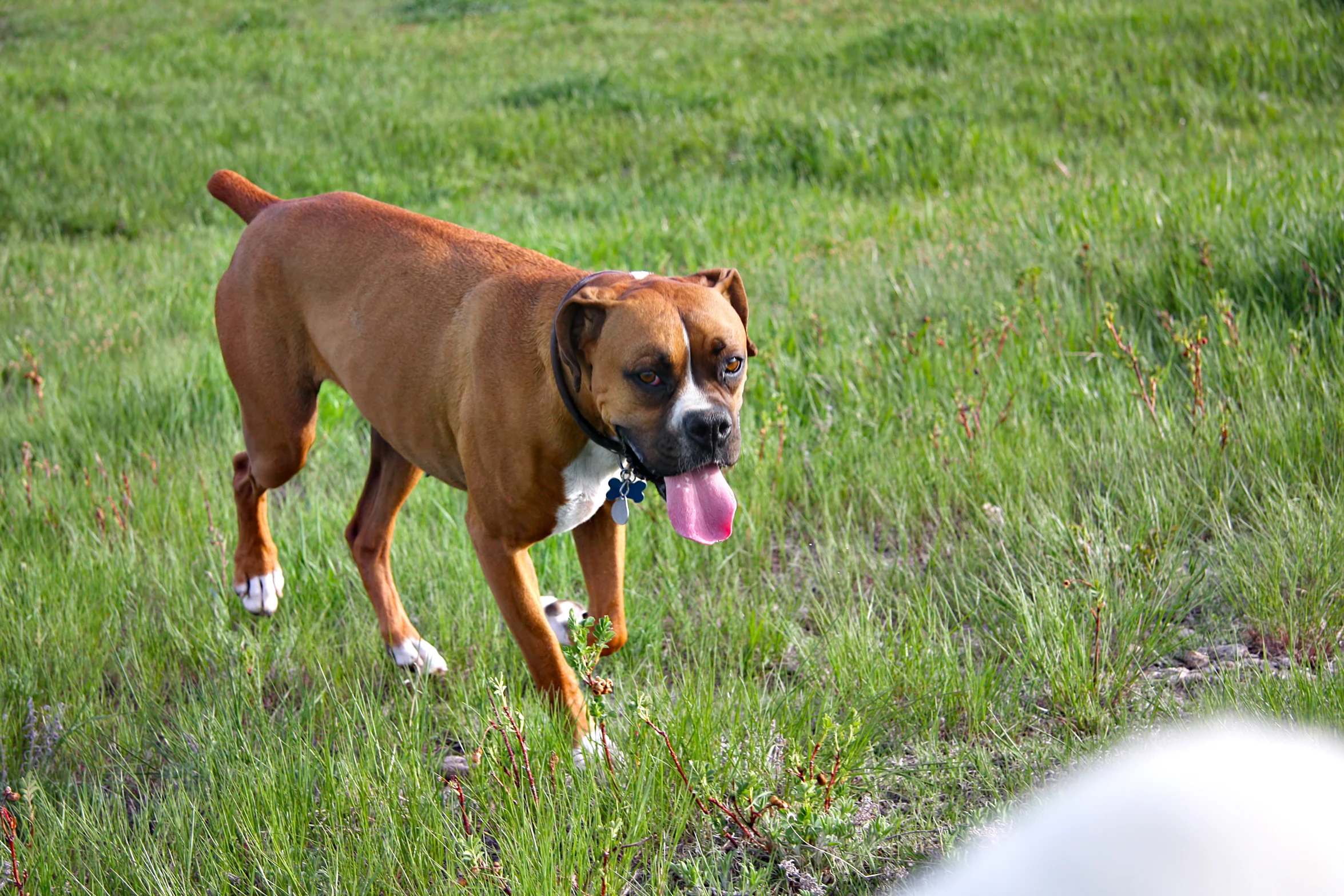 dog with its tongue out running through grassy field