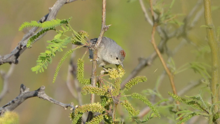 there is a small bird on the tree nch