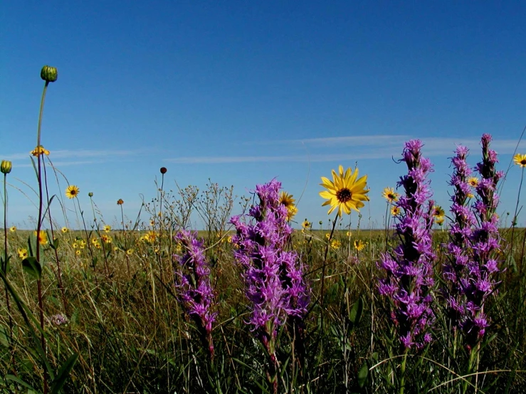 a field of flowers is growing in the grass