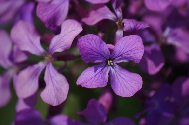 purple flowers all on one side and the middle in bloom