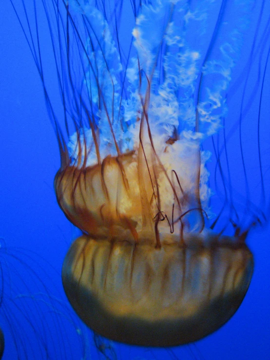 a large jellyfish swimming through an aquarium filled with blue water