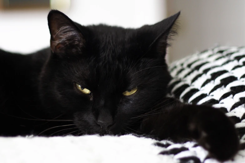 a black cat laying on top of a white blanket