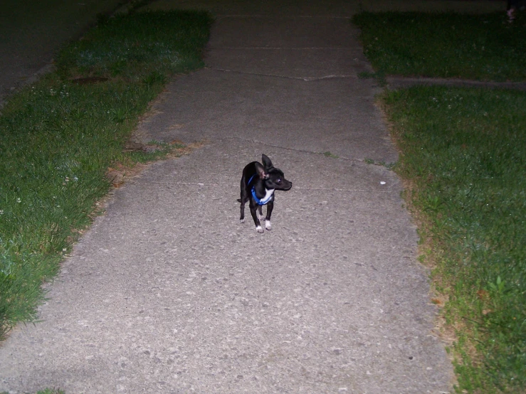 a dog is standing on the side of a road