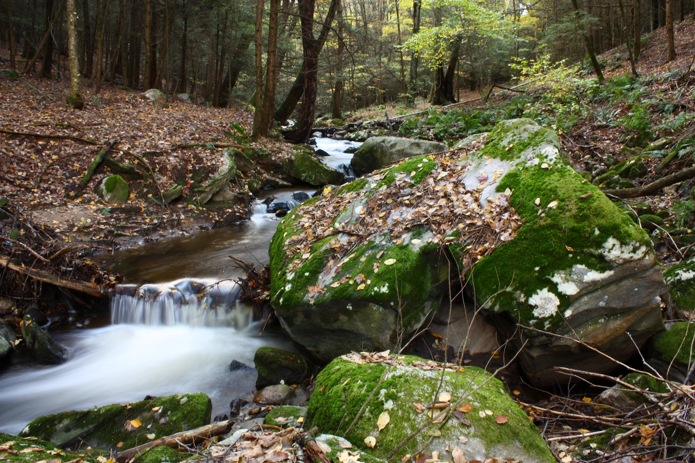 small, flowing stream with moss on it's sides