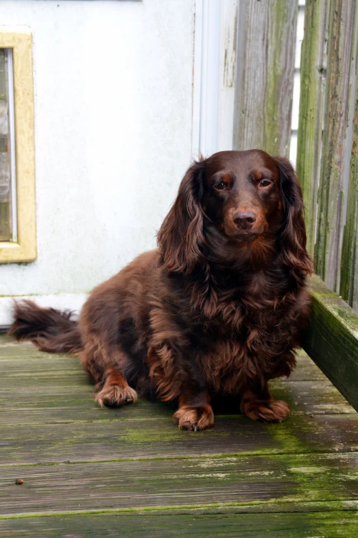 a long haired dog sitting on top of a wooden bench