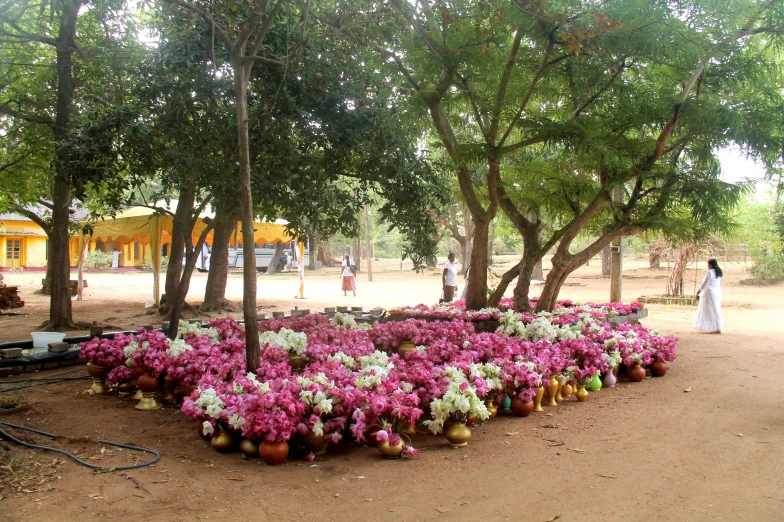 many flowers are placed in the shape of a heart