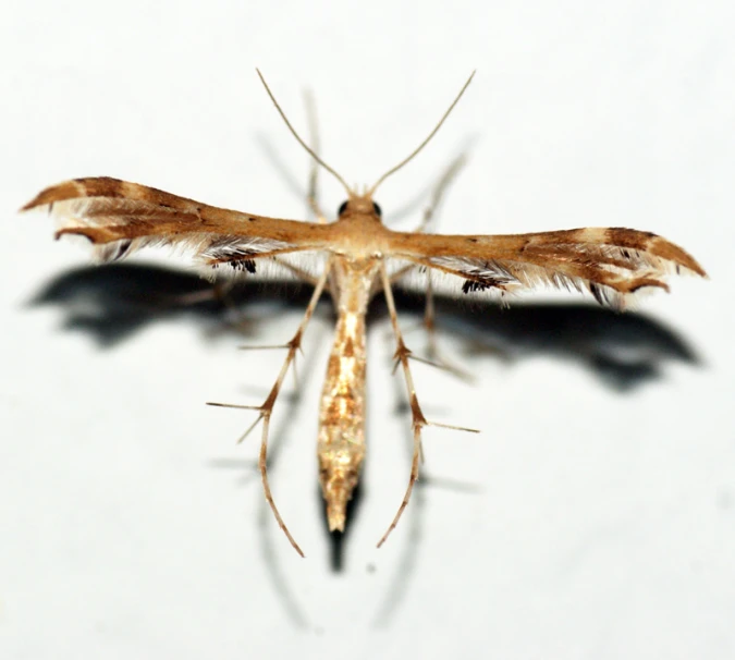 a long legged insect that is white with brown stripes