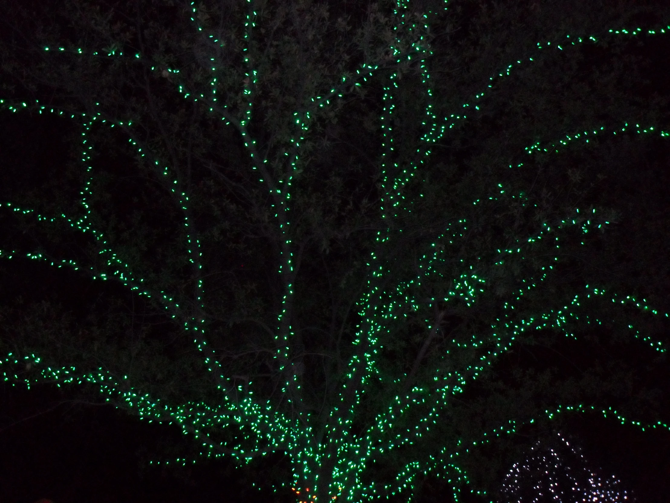 large glowing tree at night with people walking by