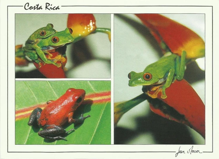 two small red and green frog on leaves