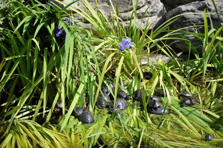 a group of birds walking by some grass and flowers