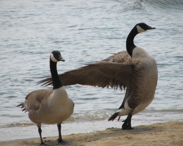 two geese are standing on the shore next to the water