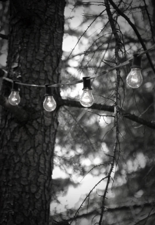 several light bulbs are strung from the tree nches