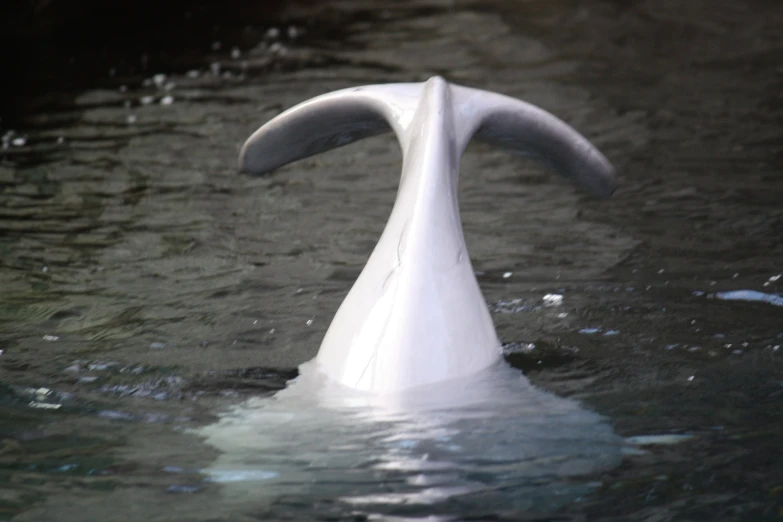 a white long tailed swan floating in the water