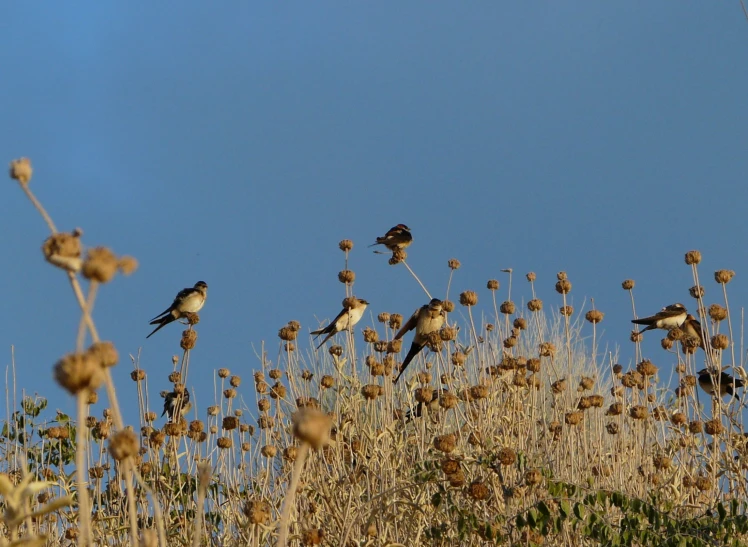 a number of small birds on top of a hill