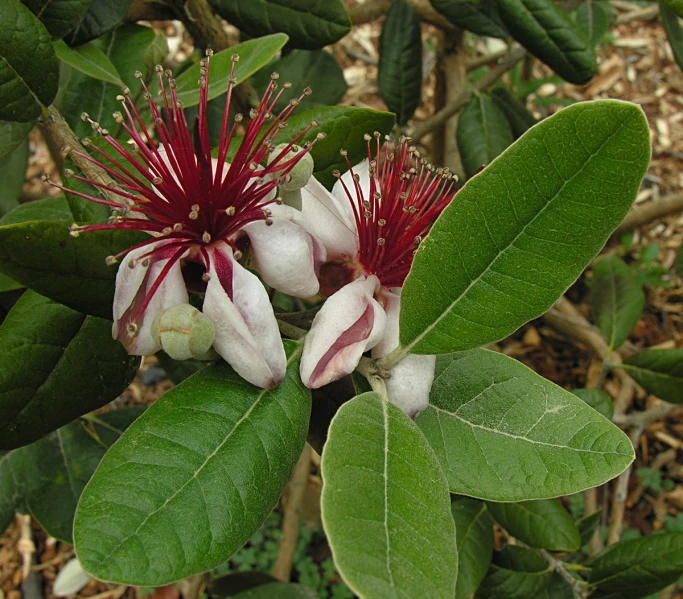 two small, pretty flowers on some green leafy nches