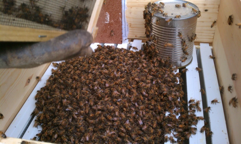 a bunch of bees are sitting on a metal container